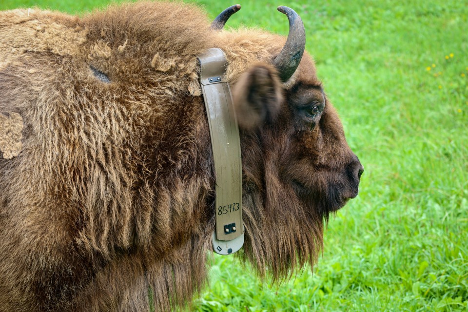 Wiederansiedlung Wisent Vierkant-Hohlprofile Siederohre Flacheisen
