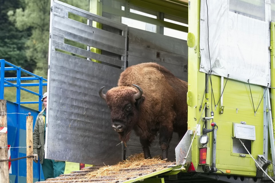 Wiederansiedlung Wisent Vierkant-Hohlprofile Siederohre Flacheisen