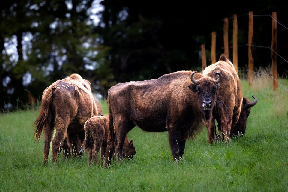 Wiederansiedlung Wisent Vierkant-Hohlprofile Siederohre Flacheisen
